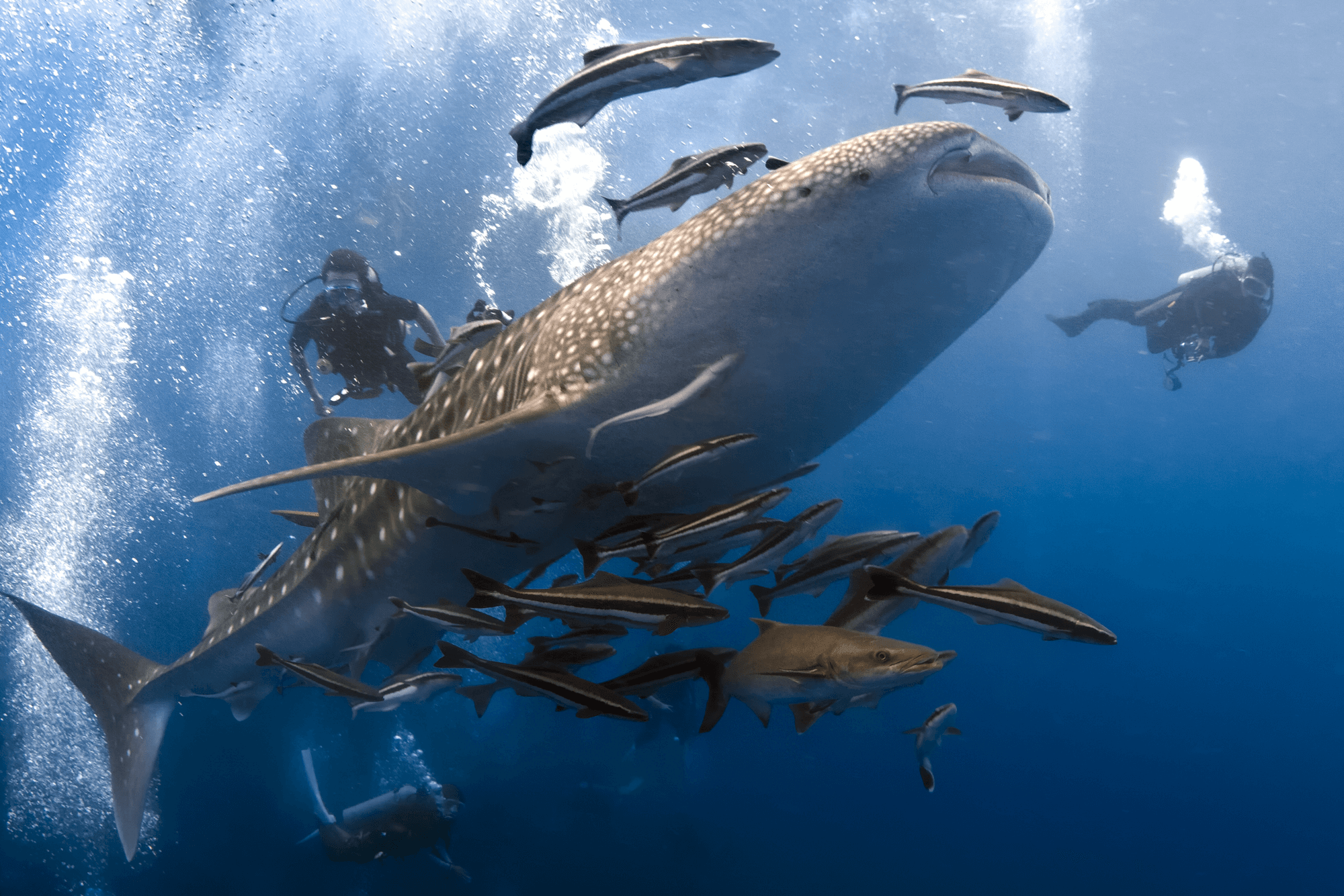 Diving with Whaleshark